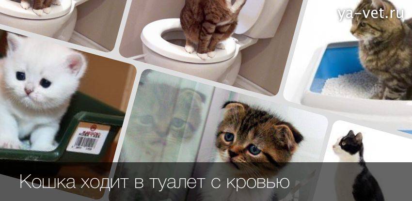 Что делать, если кот ходит в туалет с кровью