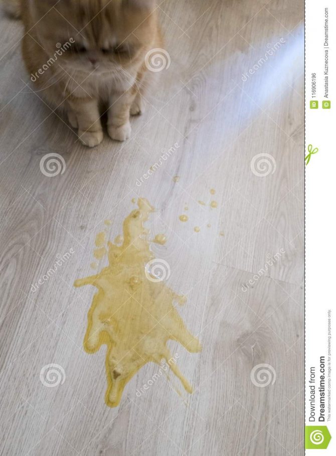 Почему кота рвет желтой жидкостью