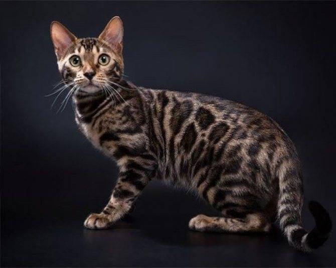 Британская кошка: описание и характер породы, кормление