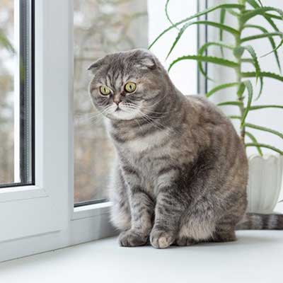Растения для кошек, ядовитые, опасные, вредные, полезные комнатные растения | кошки - кто они?