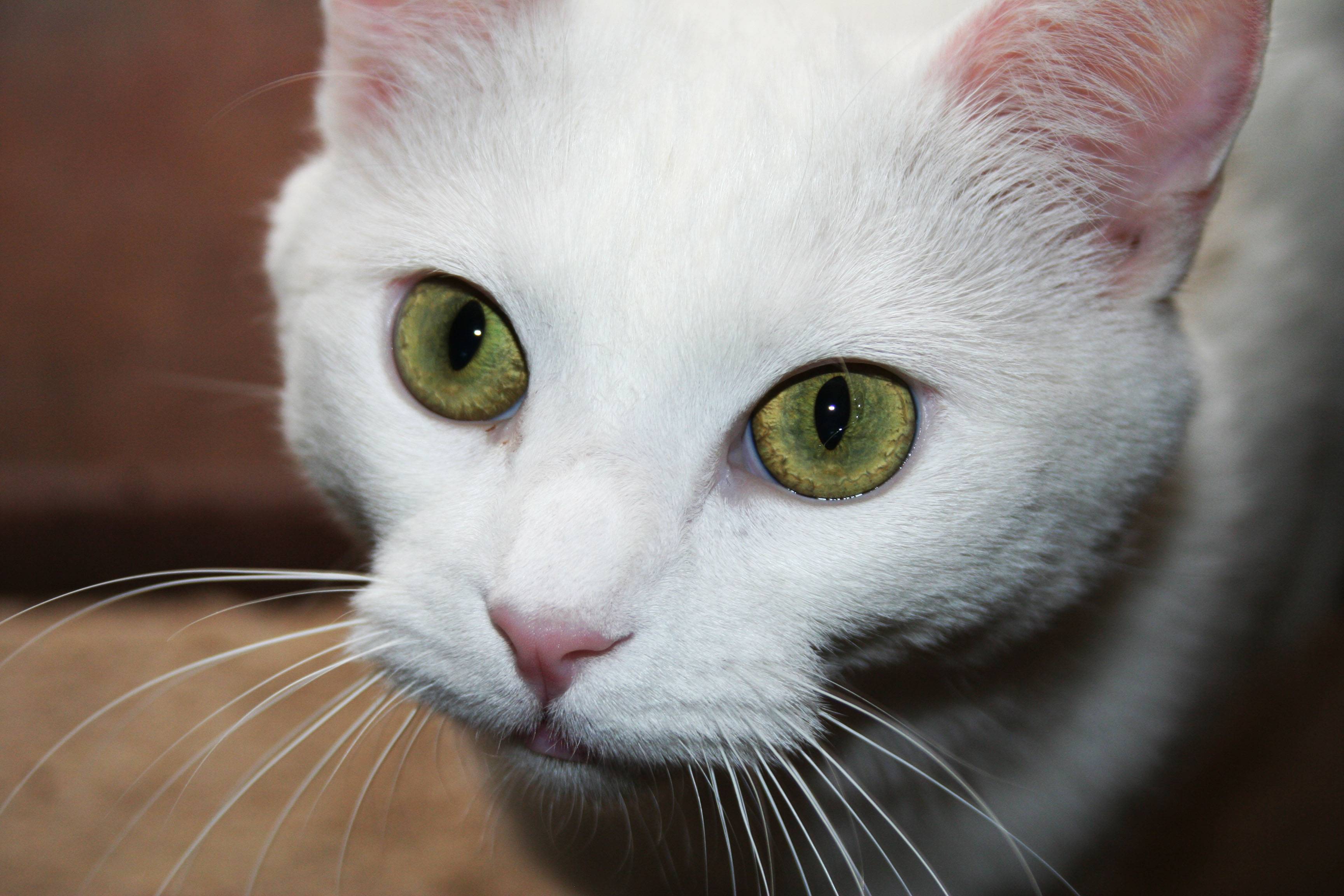 Кошки с зелеными глазами - фото и описание пород
