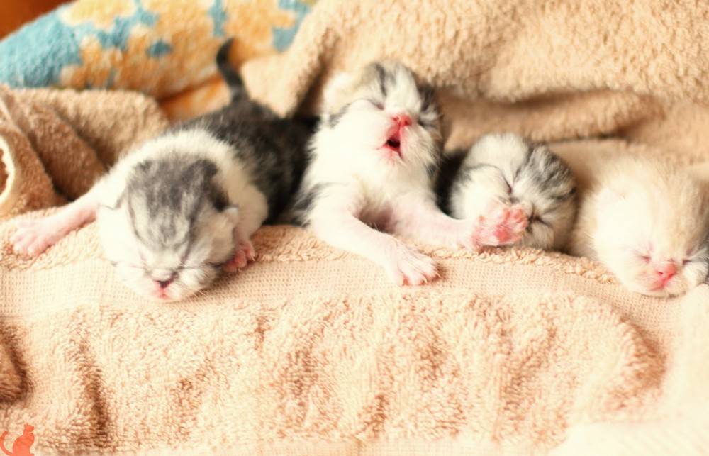 Когда котята открывают глаза после рождения и начинают видеть?