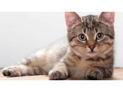 Ринотрахеит у кошек. диагностика и лечение