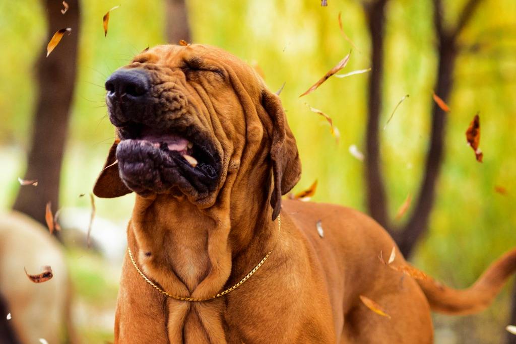 Почему собака чихает и что с этим делать