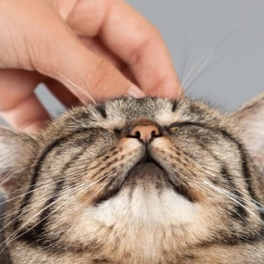 10 признаков того, что ваша котейка счастлива