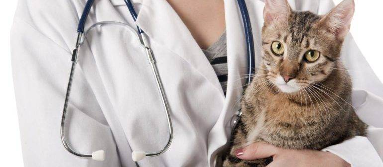 Насморк у кошек: причины, симптомы, особенности лечения и профилактики