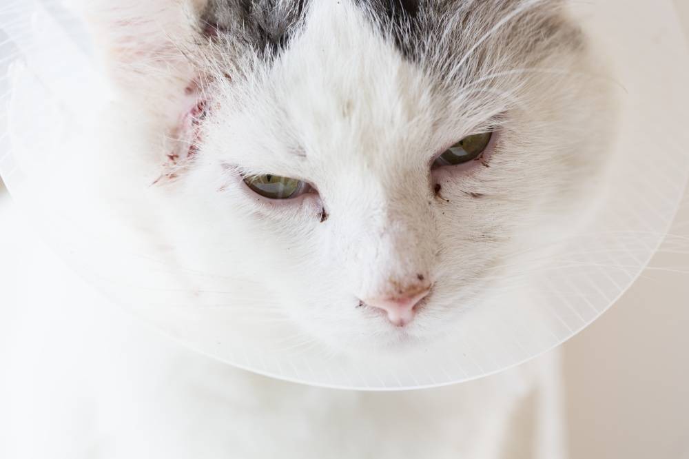 Хламидиоз у кошек: симптомы и лечение заболевания
