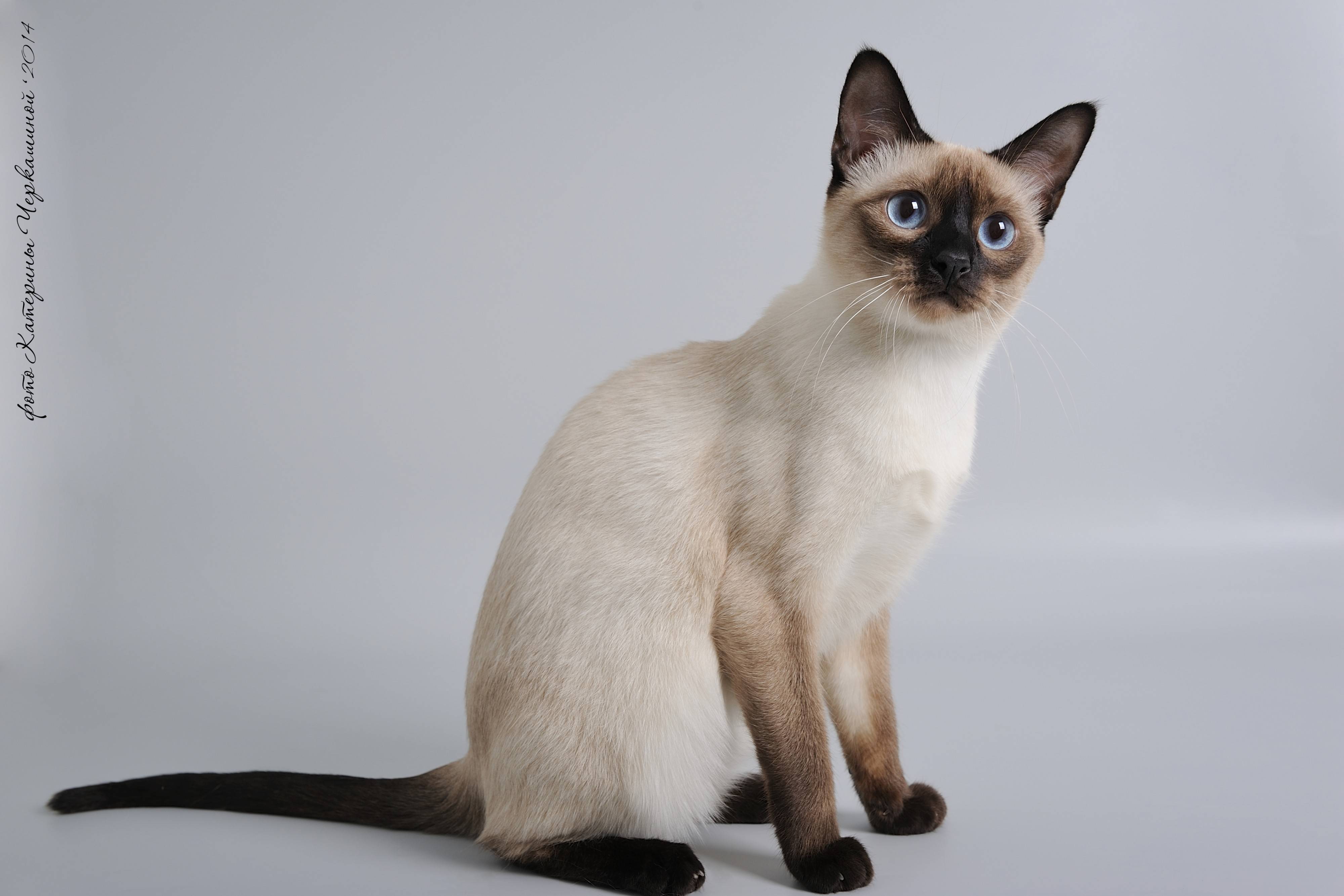 Сиамские кошки цвет. Меконгский бобтейл полосатый. Тайская кошка сил Пойнт. Тайская порода кошек сил Пойнт. Сиамская кошка сил-Пойнт.