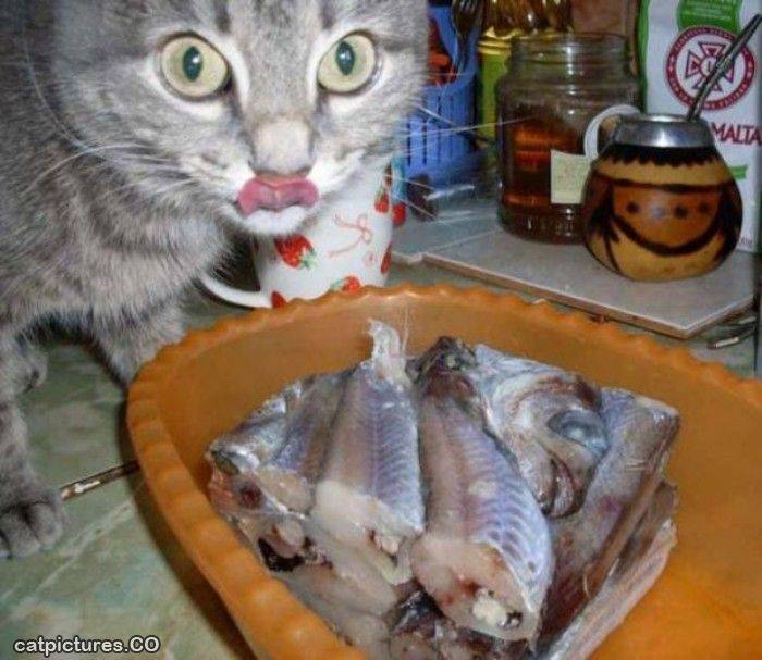Можно ли кормить кошку рыбой: все о пользе и вреде данного продукта