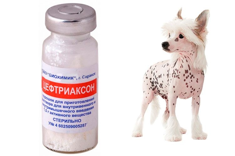 Антибиотики для кошек и собак | апиценна