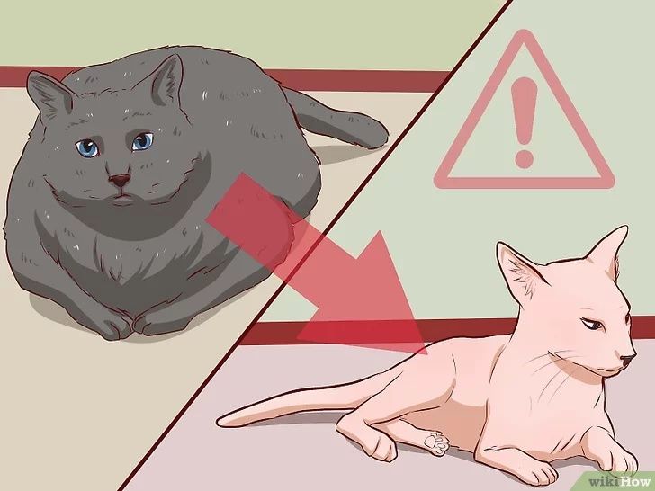 Как заставить похудеть толстую кошку?