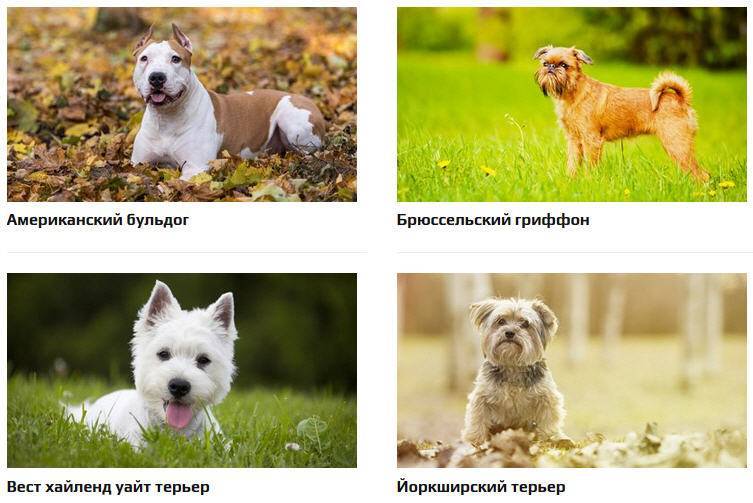 Гипоаллергенные собаки: список пород и их особенности