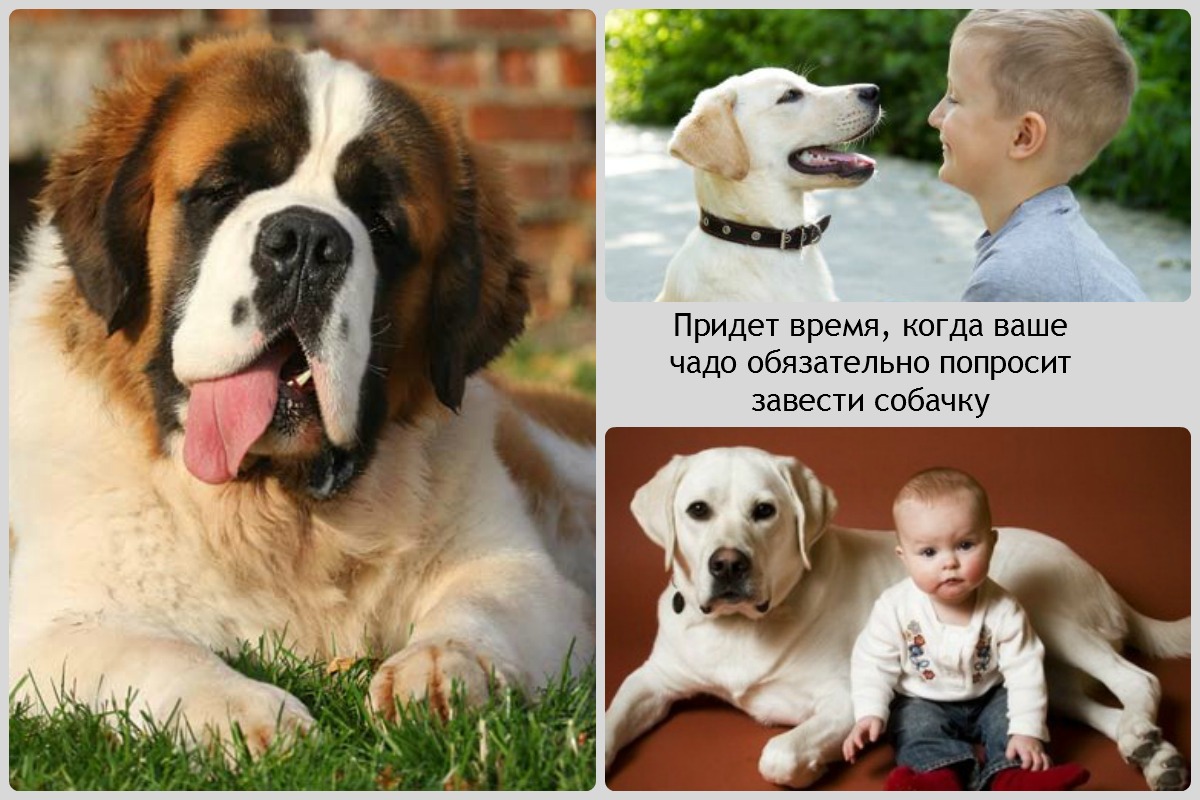 Самые добрые породы собак - названия и фото (каталог)