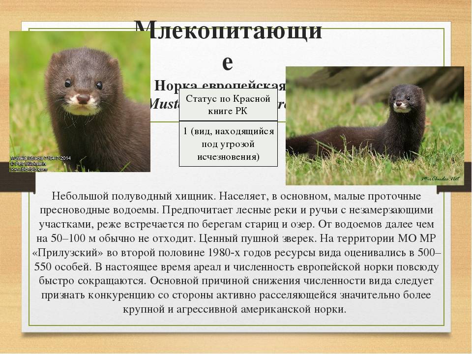 Норка джет — самая популярная порода норок из черных