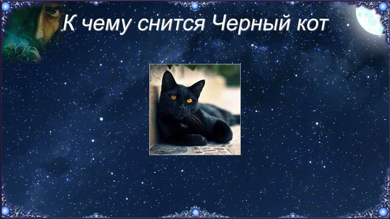 Сонник кошка серого цвета. к чему снится кошка серого цвета видеть во сне - сонник дома солнца
