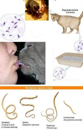 Основные симптомы и признаки глистов у кошек