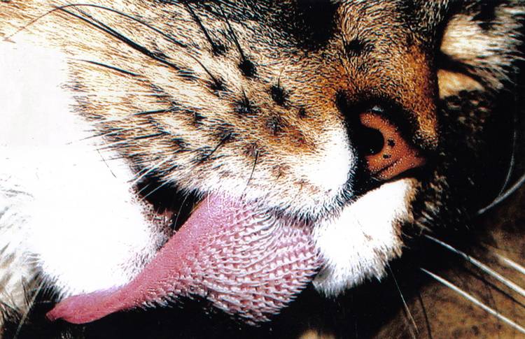 Язык кошки под микроскопом | фото