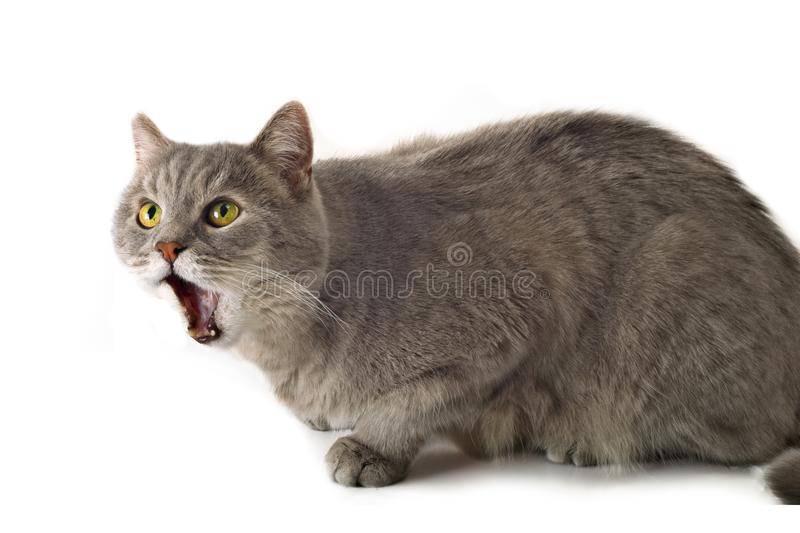 Почему кот мурчит с приоткрытым ртом
