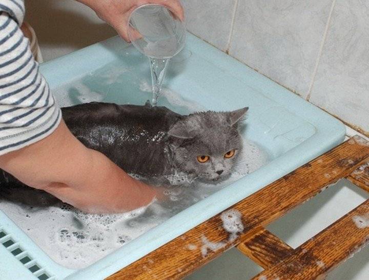 Чем можно мыть кошку, если нет шампуня для котов