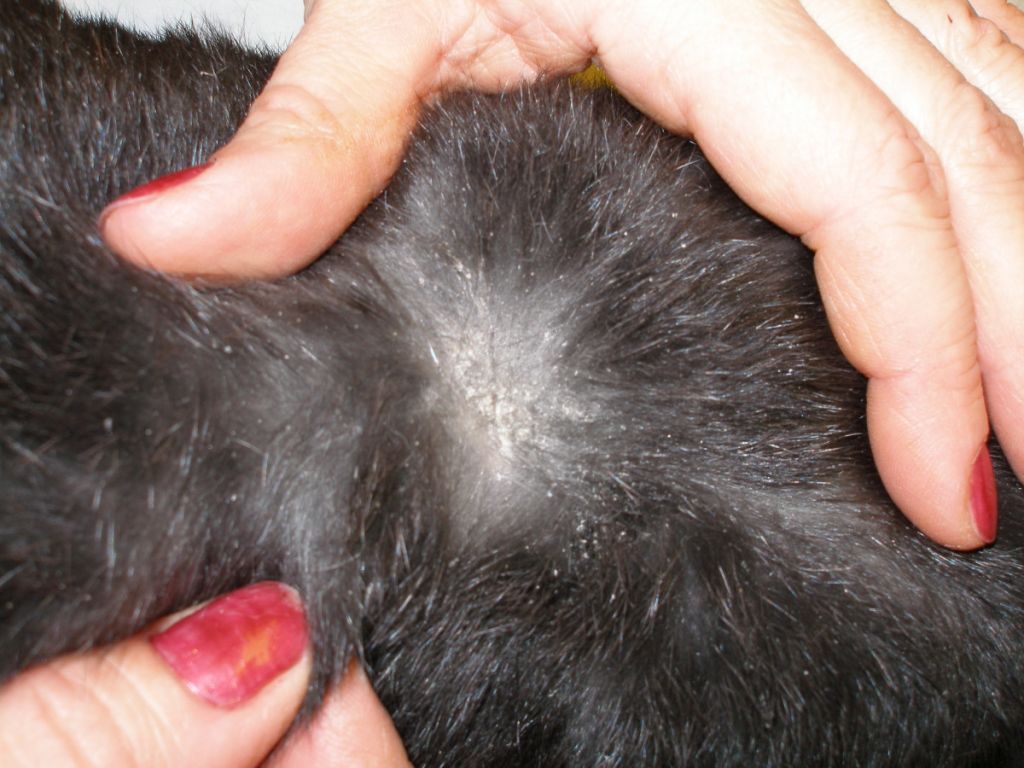 Грибковые заболевания кожи у домашних животных