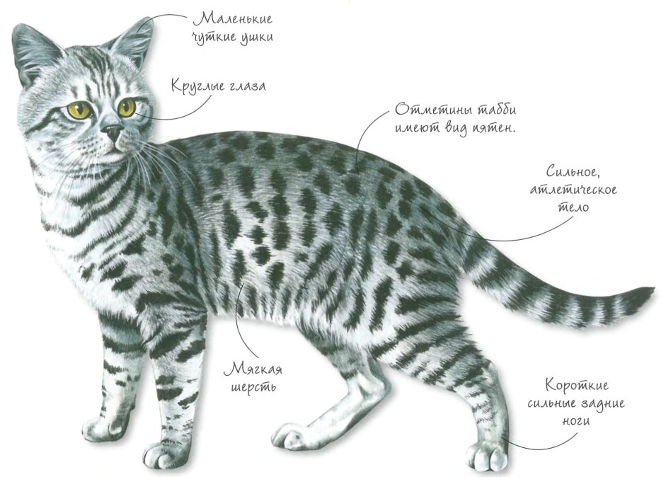 Полосатые породы кошек: фото, названия
