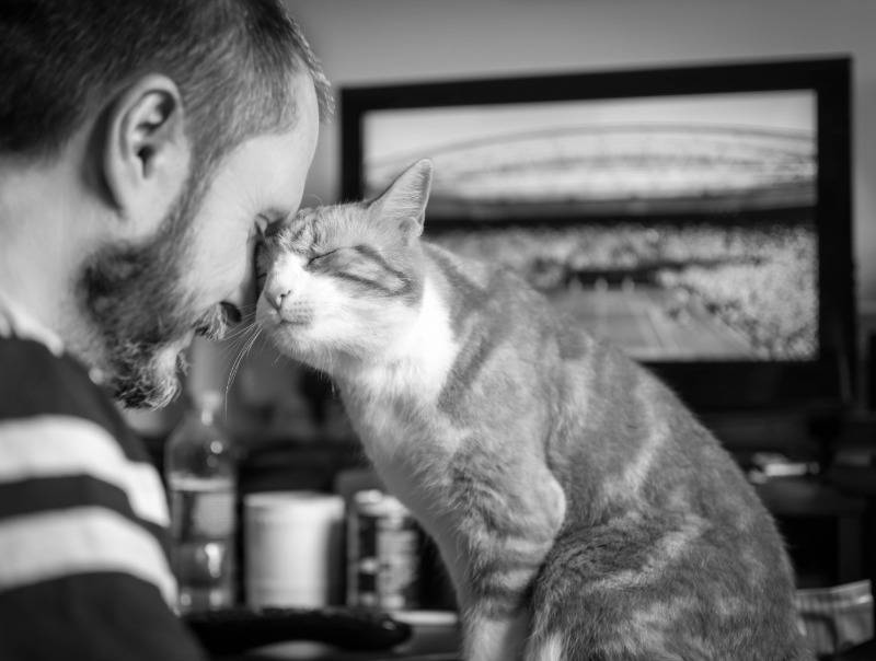 Как понять что кошка любит хозяина