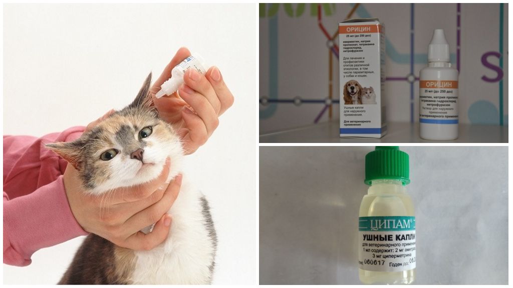 Как лечить ушной клещ у кошек в домашних условиях: народные средства
