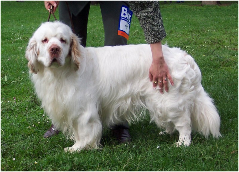 Кламбер-спаниель: описание породы собак и как выглядит питомец на фото, а также основы грамотного ухода