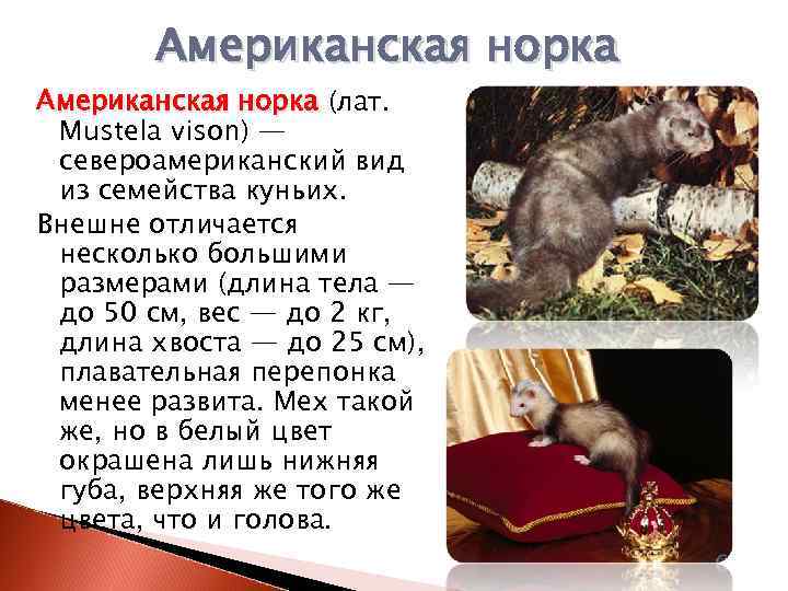 Домашние канарейки: плюсы и минусы содержания дома | блог ветклиники "беланта"