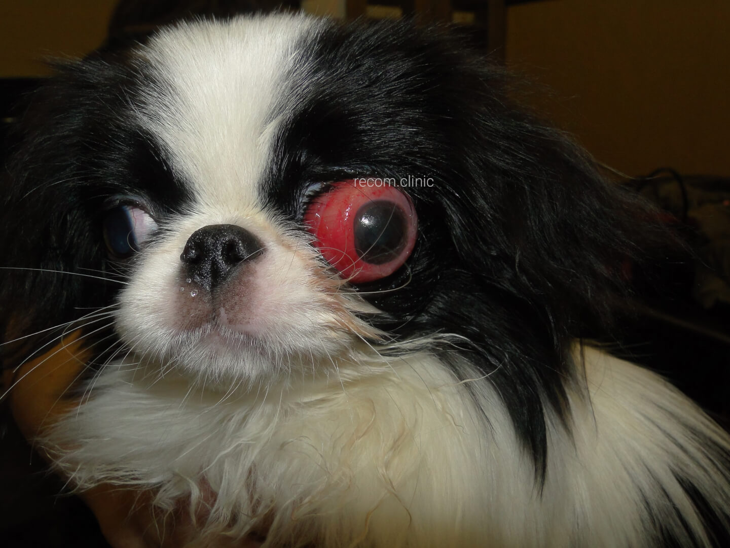 Собака, у которой выпадают глаза: породы. оказание первой помощи  :: syl.ru