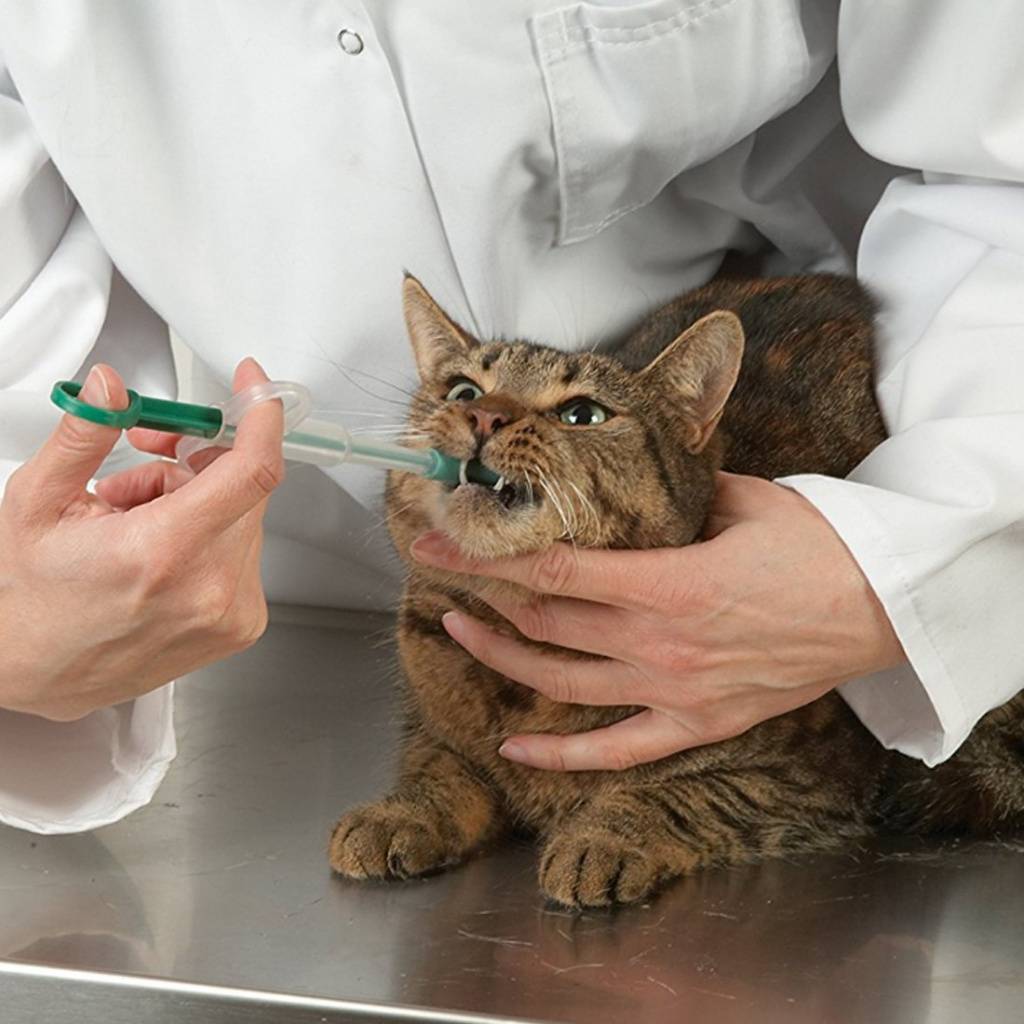 Лекарства в доме: собираем аптечку для первой помощи кошке