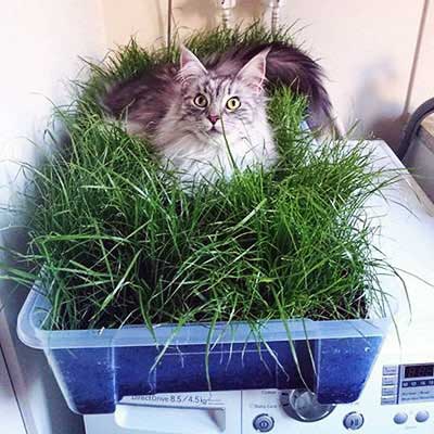 Трава для кошек (23 фото): какую травку любят есть коты? как сажать ее в горшок? как вырастить?
