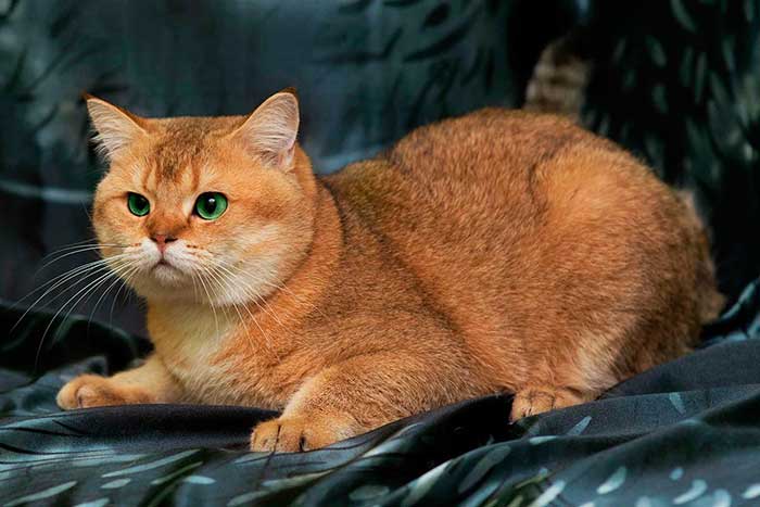 Сколько живет шотландская вислоухая – продолжительность жизни кошки