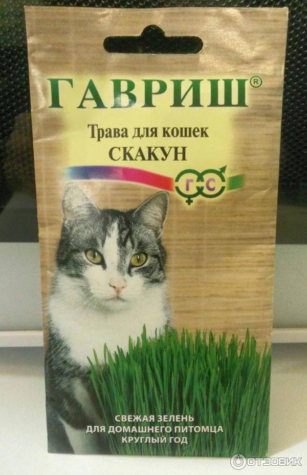 Трава для кошек: выращивание и уход за рассадой