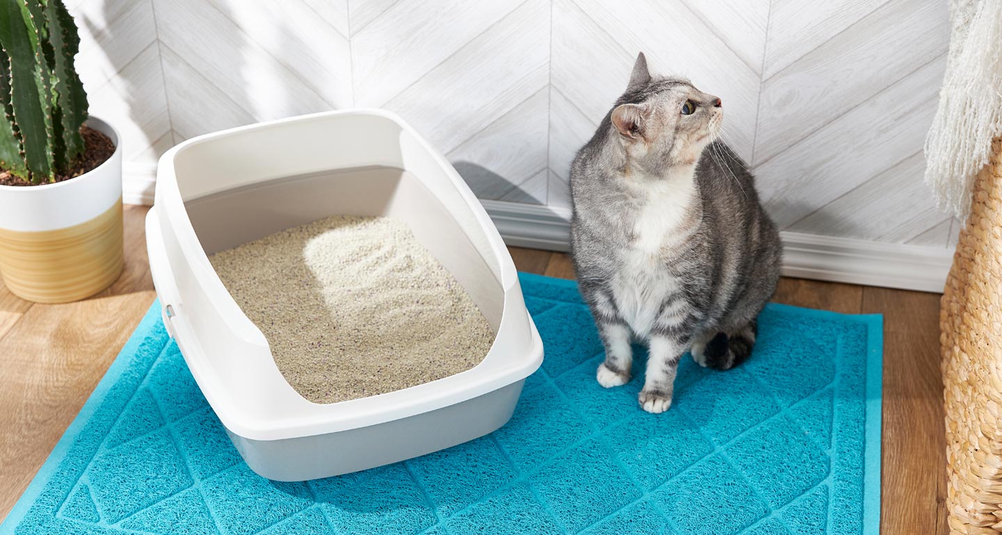 Как приучить котенка к лотку в квартире быстро и без проблем