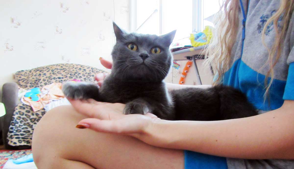 Хвост шотландской кошки — барометр здоровья. сальный хвост кота: фото, симптомы и лечение желтых налетов