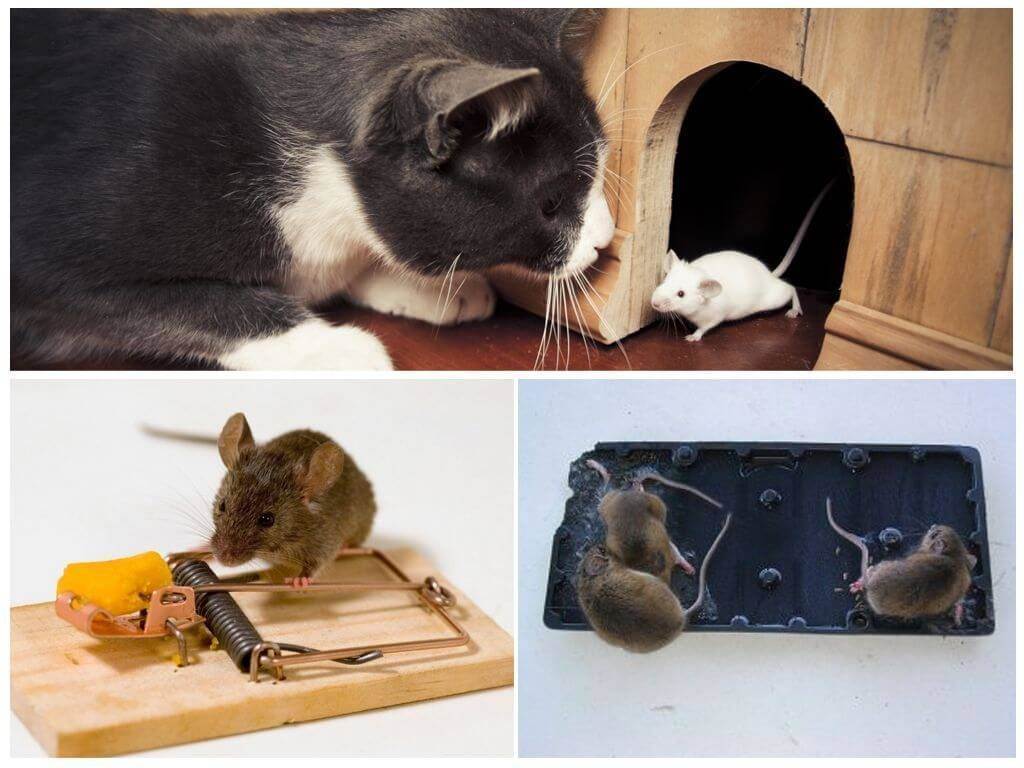 Кошка отравилась отравой для мышей. что делать, если кот съел отравленную мышь