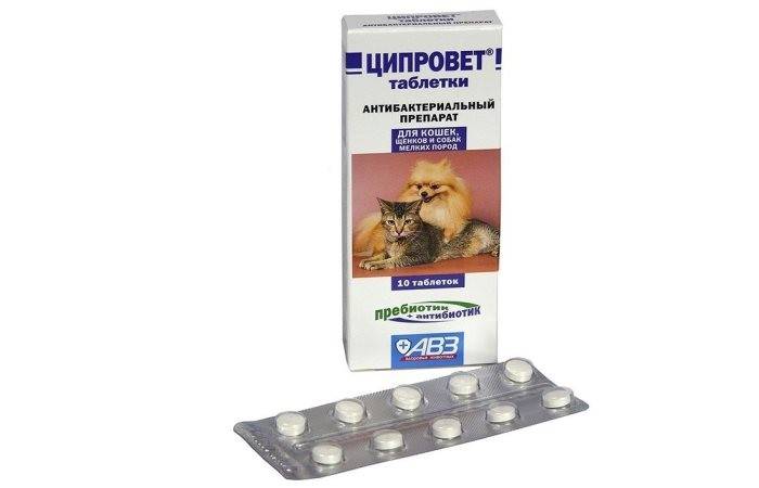 Ципрофлоксацин для кошек   | инструкция по применению ципрофлоксацина у котов