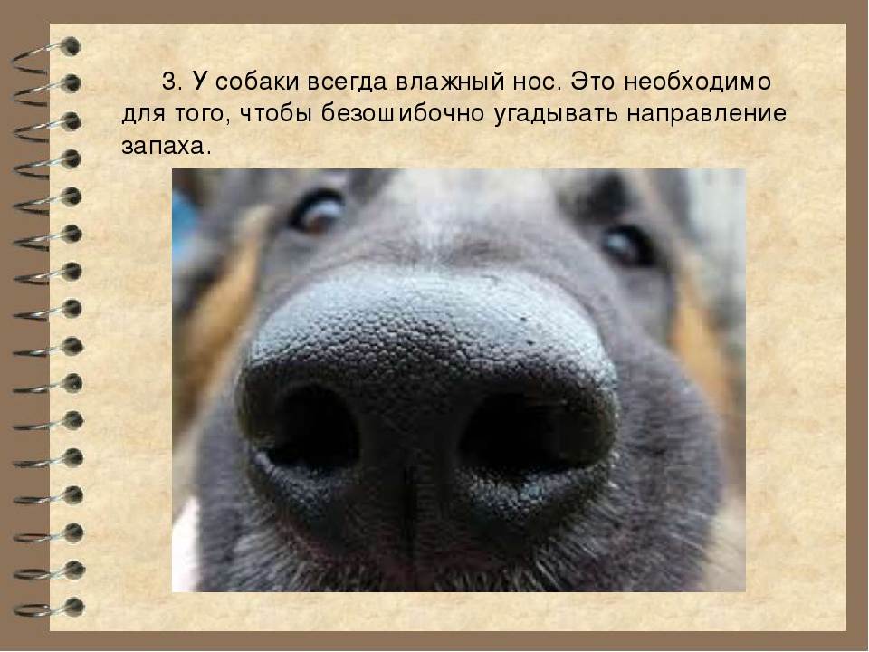 Какой нос должен быть у здоровой собаки: мокрый или сухой