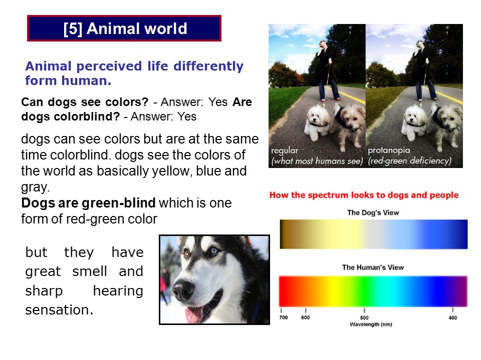 Различают ли собаки цвета и как они видят окружающий мир? | hill's pet