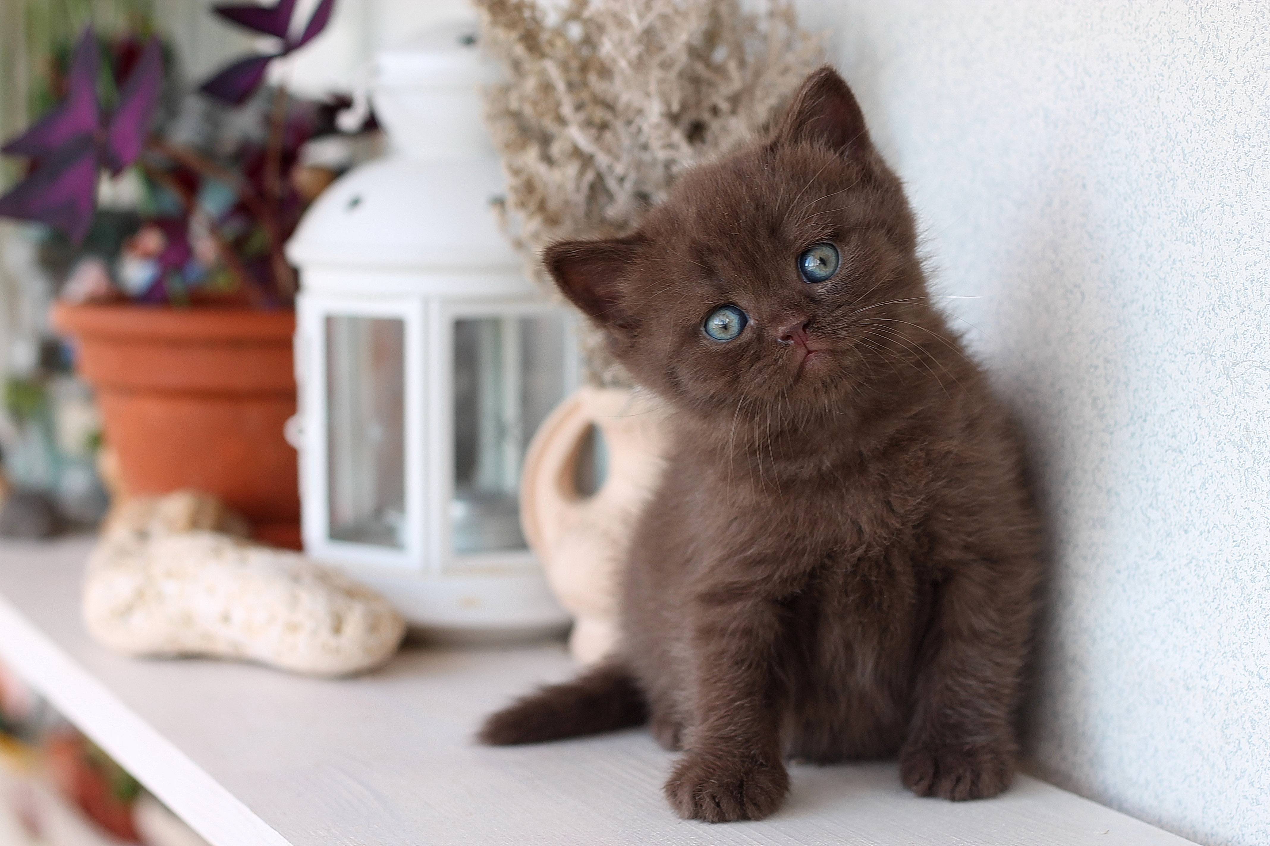 Шоколадный окрас британского котенка