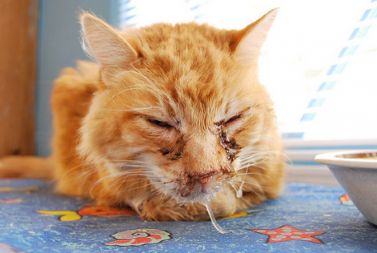Хламидиоз у кошек: лечение, симптомы, опасность для человека