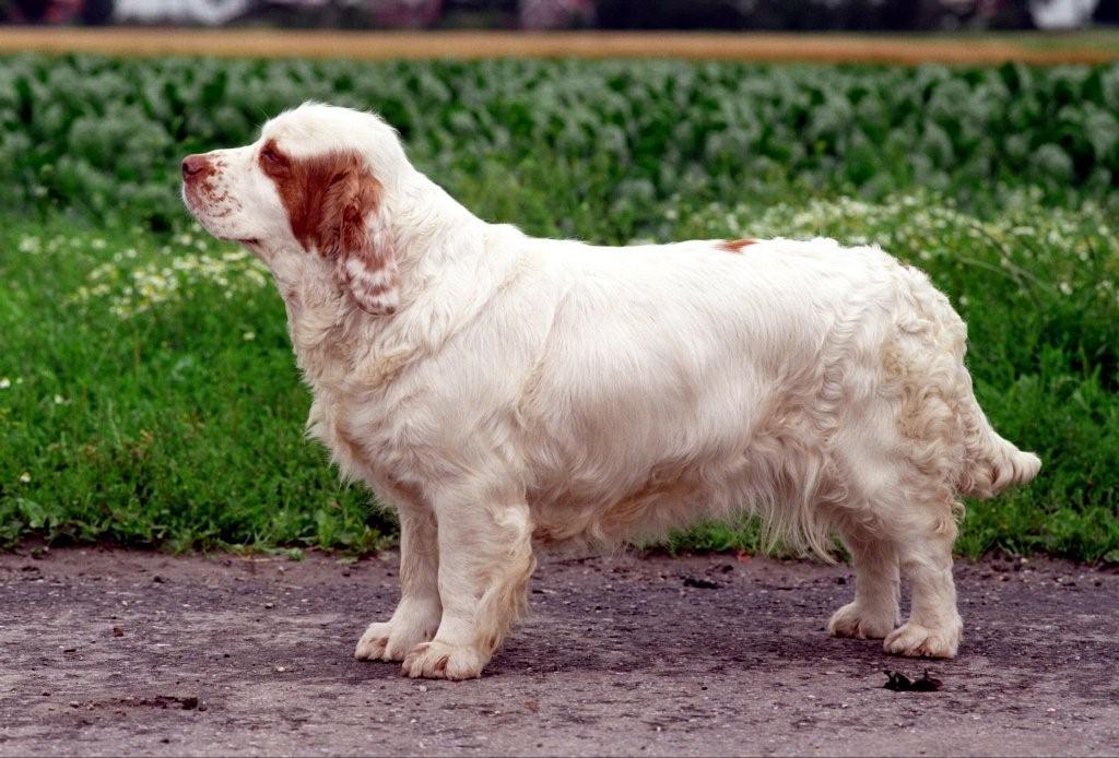 Описание породы собак кламбер-спаниель: характер, уход, предназначение