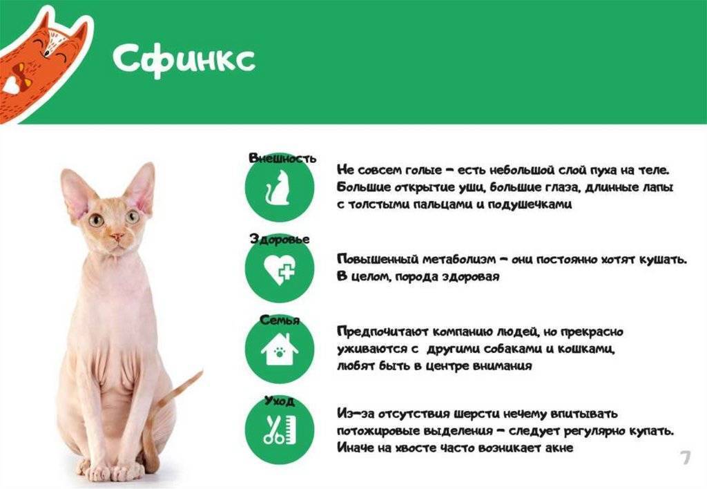 Сфинкс: фото, описание, характер, цена кошки, отзывы ✔
