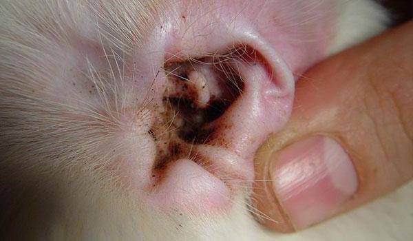Лечение ушного клеща у кошки: симптомы, лечение, профилактика
