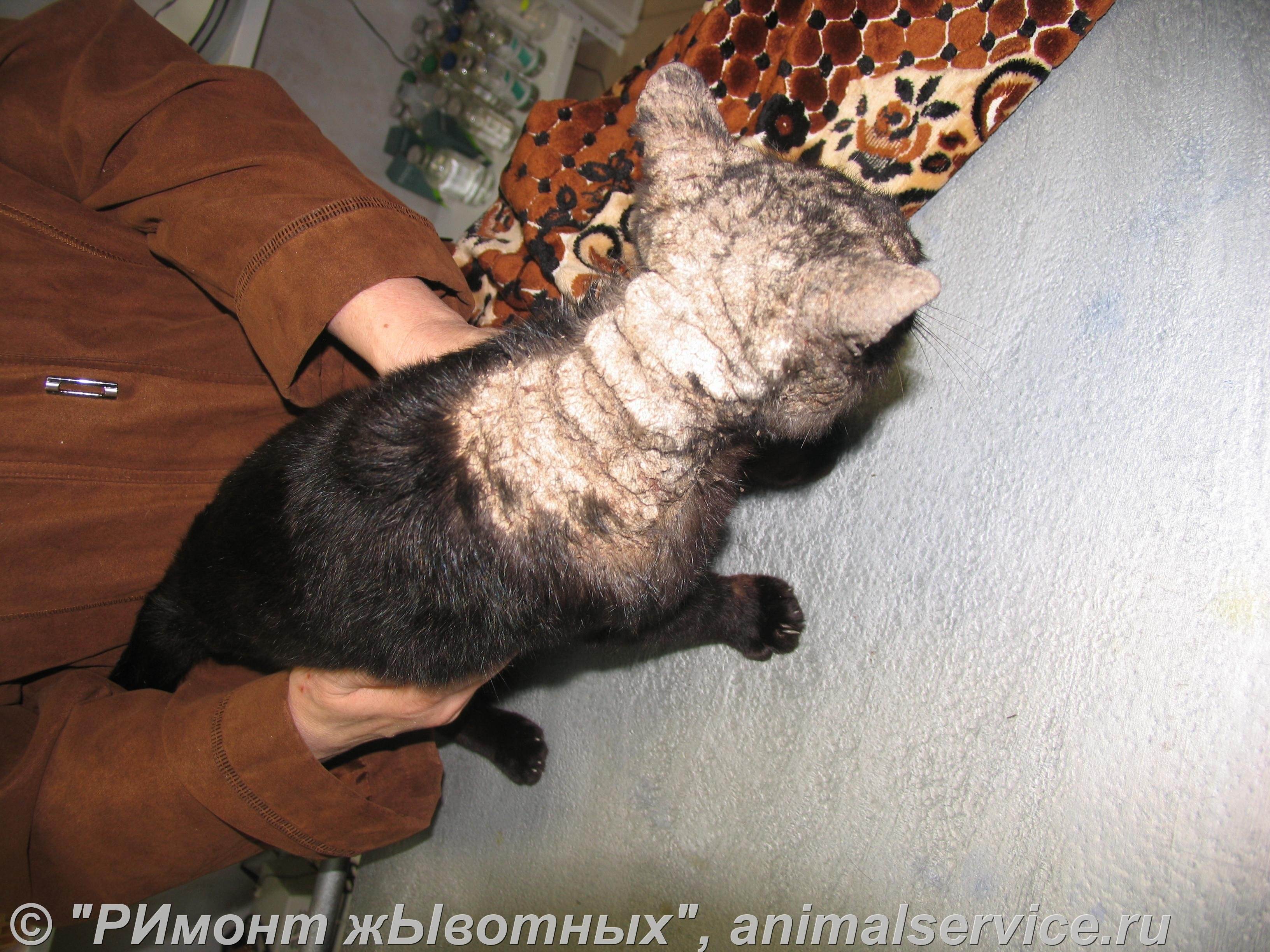 Саркоптоз у кошек —фото симптомов, домашнее лечение