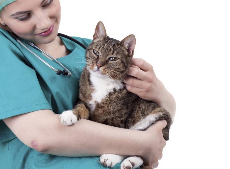 Стерилизация кошек от а до я: возраст и подготовка, особенности операции, советы