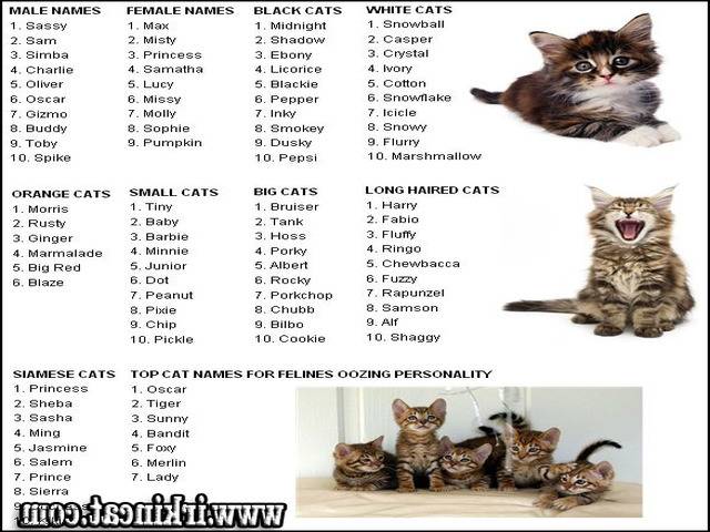 Русские клички для котов и кошек, красивые имена для мальчиков и девочек.