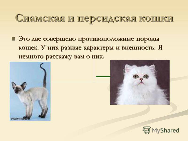 Рагамаффин кошка: описание, характер, фото, цена, содержание