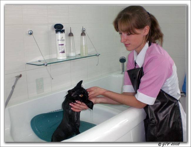 Нужно ли мыть кошку? инструкция как ее помыть